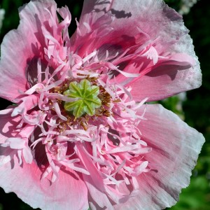 Poppy Peony